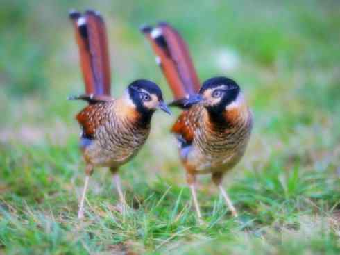 家禽驯化之源之十六