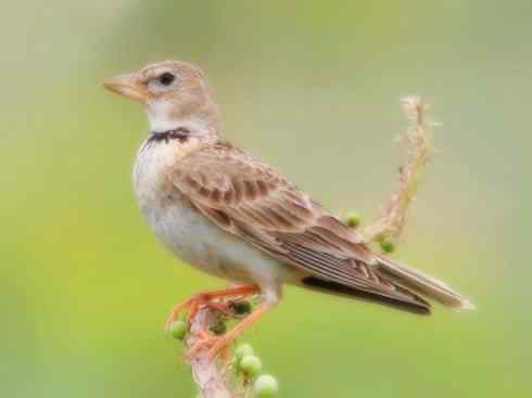 家禽驯化之源之二十八