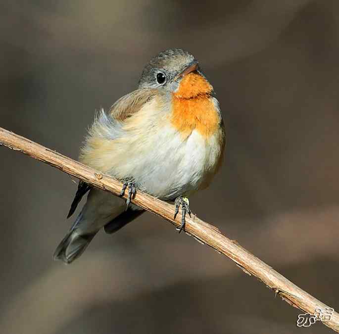 极其少见的红胸姬鹟 极其少见的红胸姬鹟