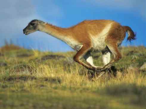 麒麟：传说的兽原型探秘（叉角羚）