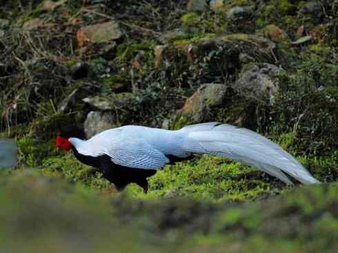 凤凰：传说中的鸟原型探秘（鹇）