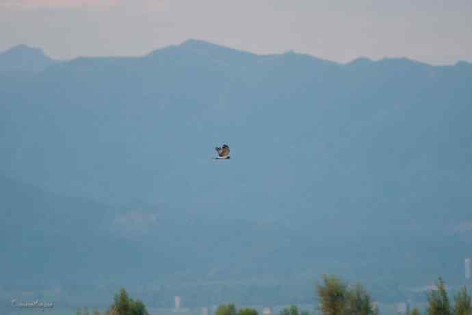 野鸭湖的秋天.翻石鹬 野鸭湖的秋天.翻石鹬