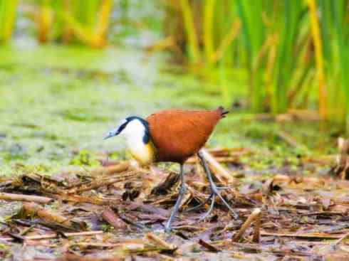 奇特的盔：非洲雉鸻