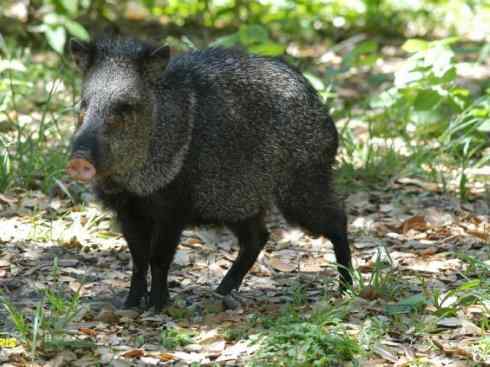 麒麟：传说的兽原型探秘（叉角羚）