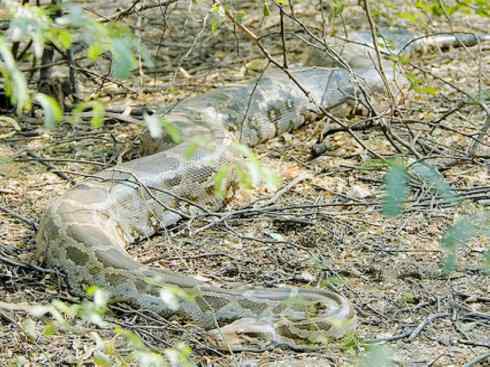 龙：传说的兽原型探秘（蟒蛇类）