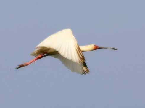 猎奇：奇特的鸟喙之八(重发之黑琵鹭)