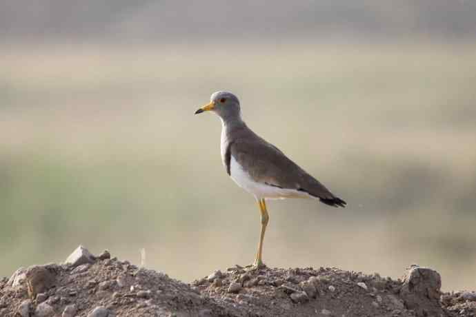内蒙古鸟类摄影——灰头麦鸡