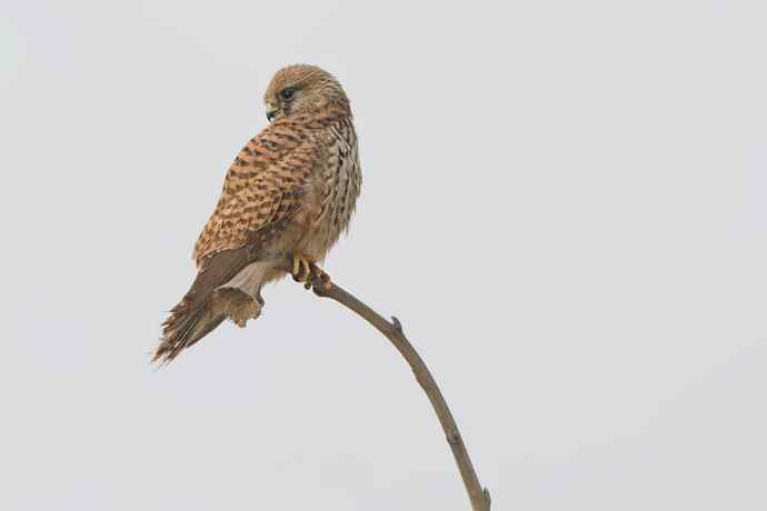 早春二月（猛禽搜索）