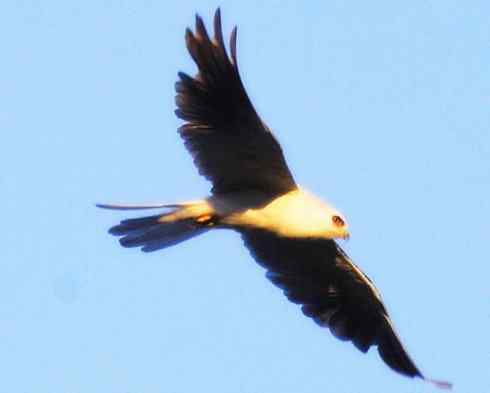 白头鸟系列：另类的美丽（白尾鸢）