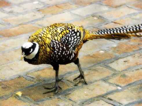 家禽驯化之源之八