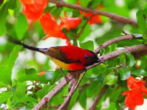 美丽无罪：雀鸟之太阳鸟