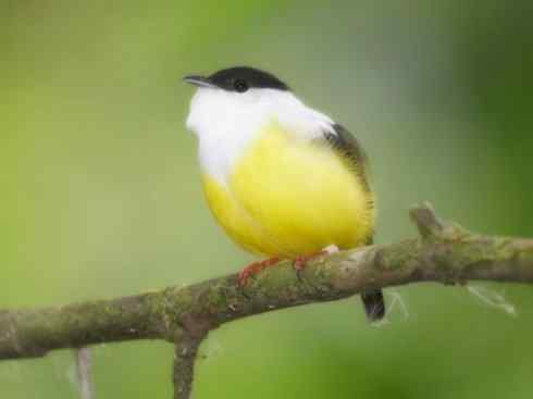 白头鸟系列：另类的美丽3