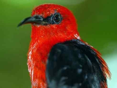 极品红色鸟类：绯红摄蜜鸟