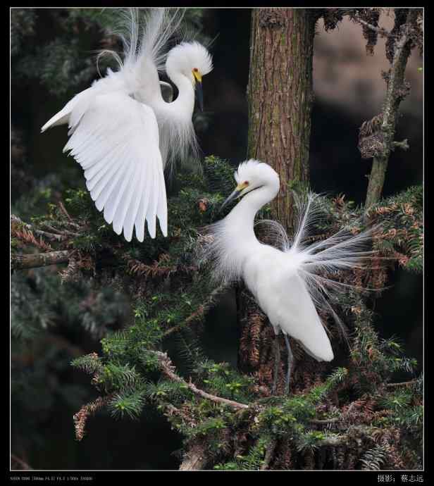 象山白鹭拍摄经验谈 象山白鹭拍摄经验谈
