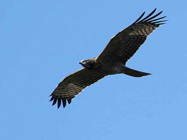 望京楼观赏猛禽迁徙