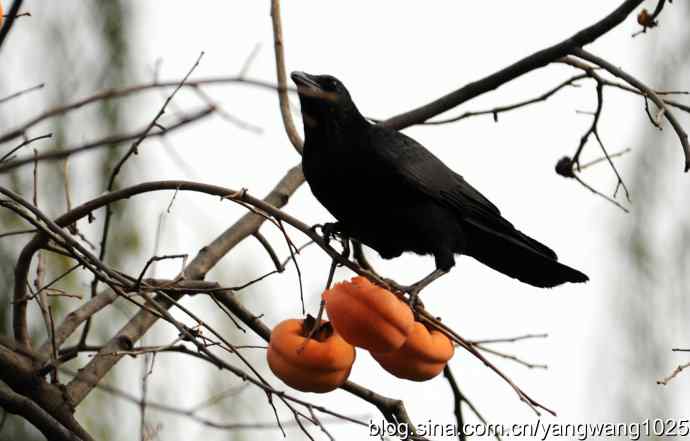 北京动物园的鸟类——谁爱吃柿子？（乌鸦）