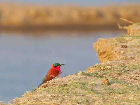 极品红色鸟类：红蜂虎
