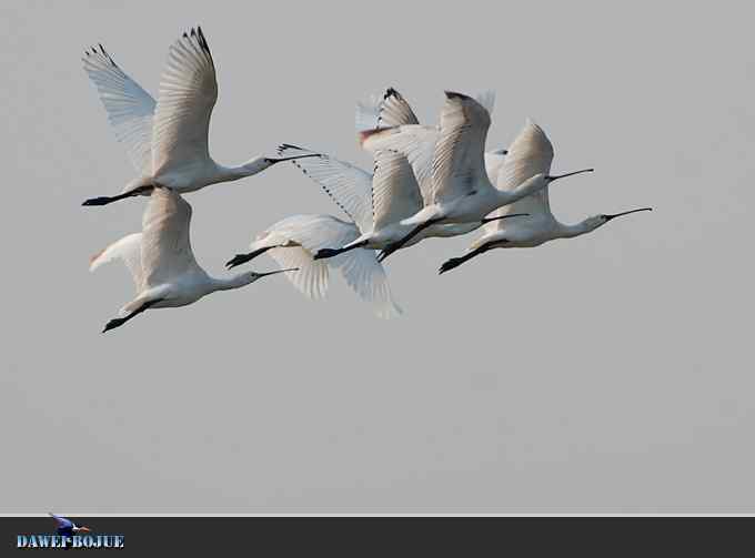 迁徙的鸟：邂逅白琵鹭