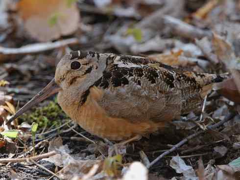 鸟类之最:小丘鹬 鸟类之最:小丘鹬