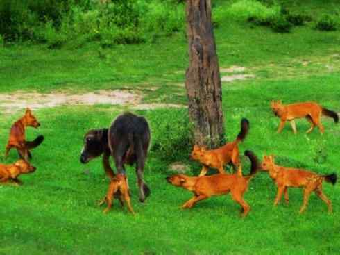 狈：传说的兽原型探秘（豺）