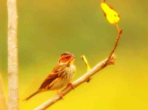 家禽驯化之源之十八