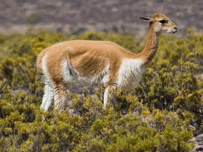 犬科：狐亚科食蟹狐属之食蟹狐