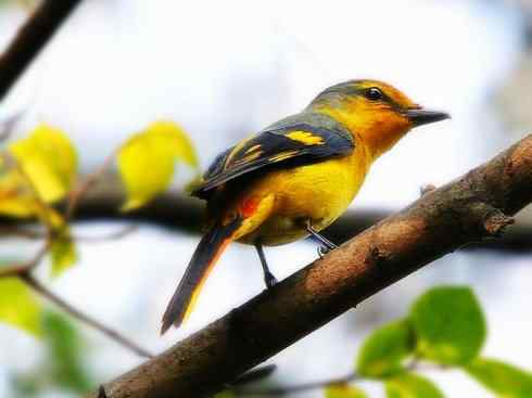 美丽无罪：雀鸟之山椒鸟