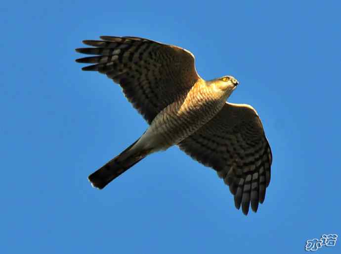 北京西山 wbr路2010-10-12望京楼 北京西山 wbr路2010-10-12望京楼