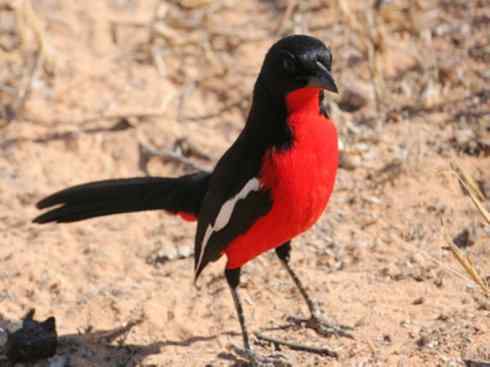 极品红色鸟类：红蜂虎