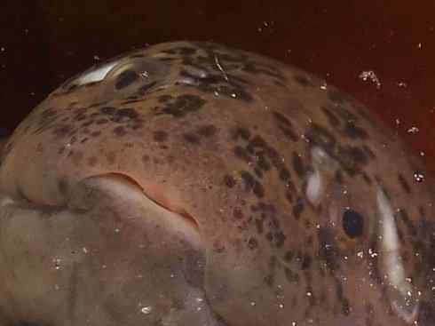 鱼类活化石：美洲肺鱼