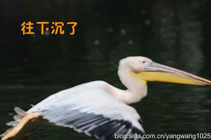 舞（大鹈鹕之舞）