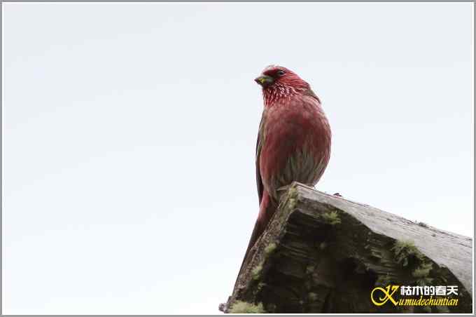 高原拍鸟&bull;帕姆岭的白眉朱雀【照片】