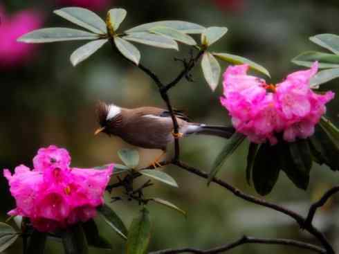 美丽无罪：雀鸟之噪鹛