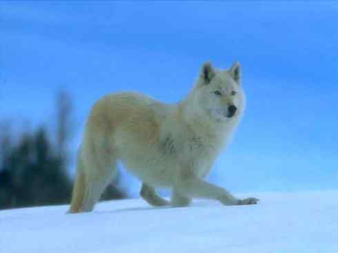 犬科：犬亚科犬属之灰狼