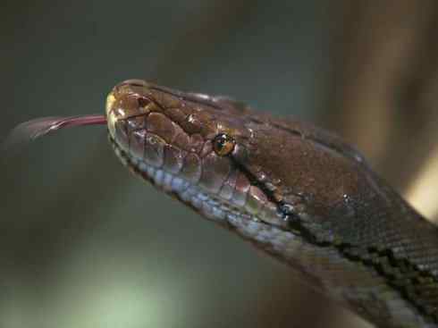 龙：传说的兽原型探秘（蟒蛇类）