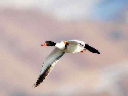 白头鸟系列：另类的美丽（黑胸麻鸭）