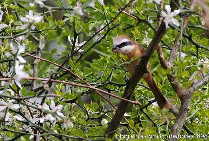 伯劳献寿 wbr生日感言