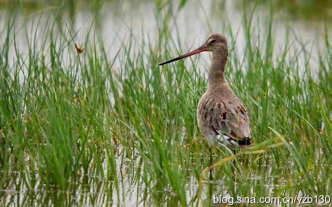 鸟的天堂10鈥斺斘诹核睾５呐浣牵汉旖硼郑浚ㄗ橥迹