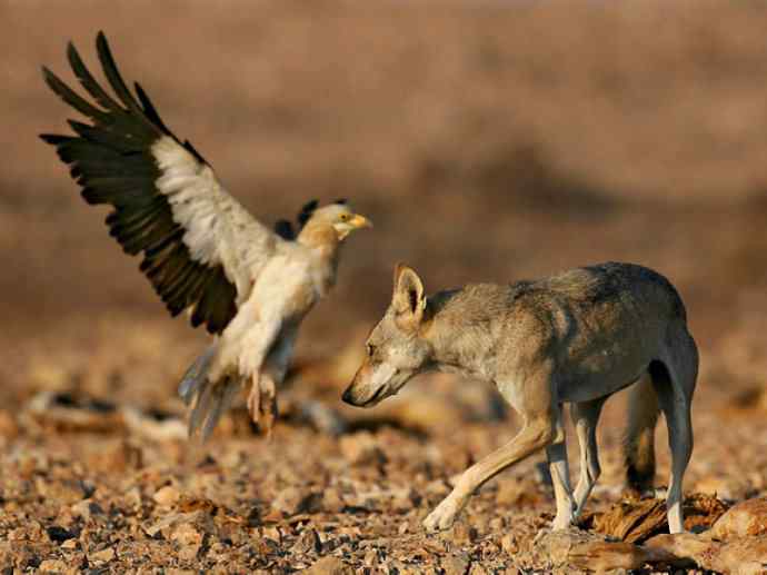 犬科：犬亚科犬属之灰狼