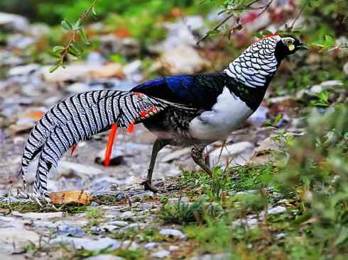 凤凰：传说中的鸟原型探秘（锦鸡）