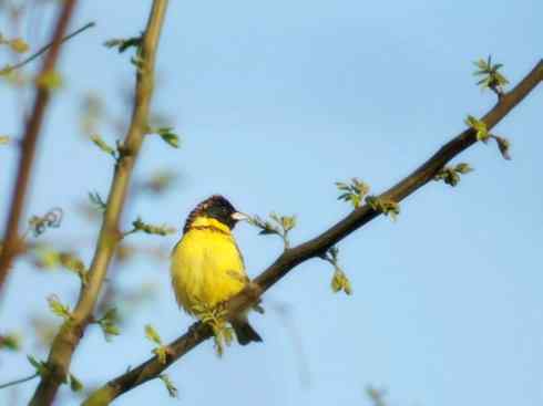 家禽驯化之源之十八