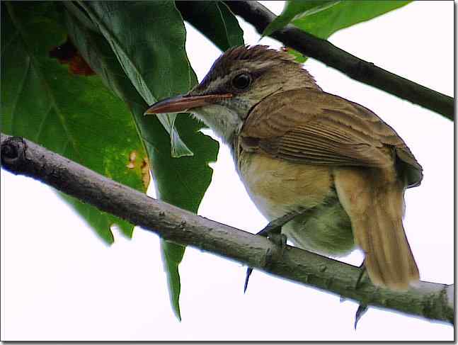 奥体公园观赏大苇莺