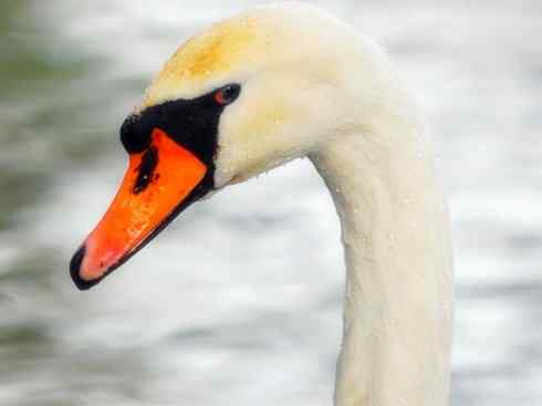 家禽驯化之源之十一