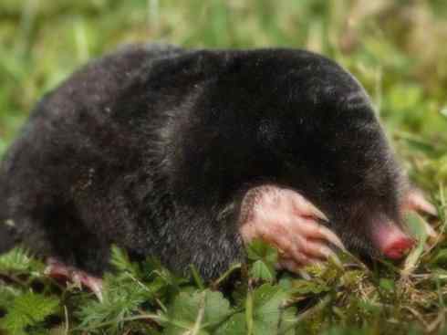 动物世界：山寨还是原创之二