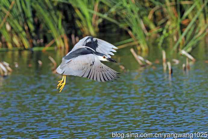 寻鱼的夜鹭（3）
