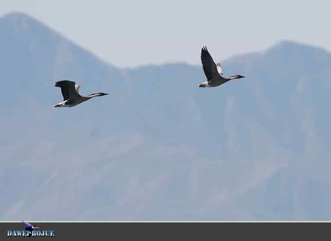 白腰杓鹬和北迁的水鸟先遣队