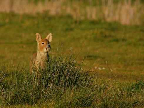 麒麟：传说的兽原型探秘（驼鹿）