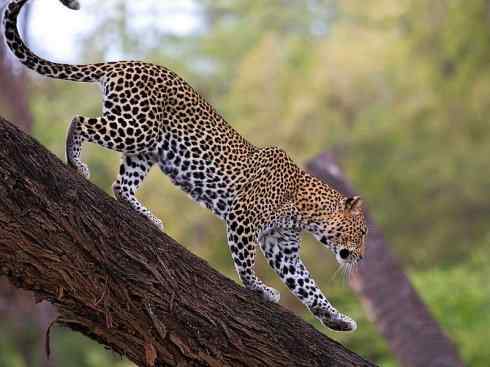 白虎：传说的兽原型探秘（美洲虎）