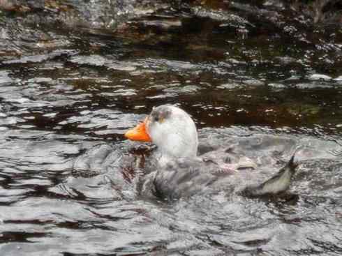 白头鸟系列:另类的美丽9 白头鸟系列:另类的美丽9