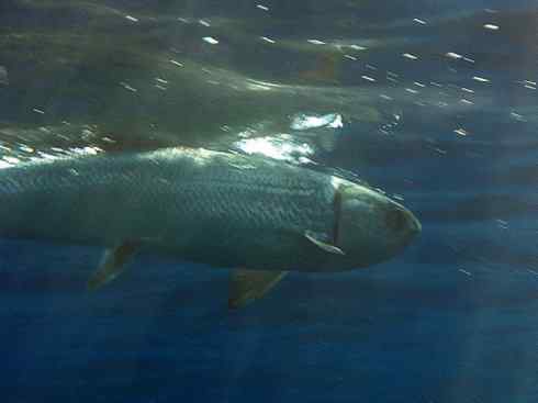 鱼类活化石：虱目鱼